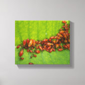Milkweed Bugs op Milkweed Leaf Canvas Afdruk (Voorkant)
