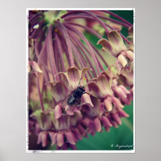 Milkweed en Fly Poster (Voorkant)