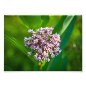 Milkweed — foto afdruk (Voorkant)