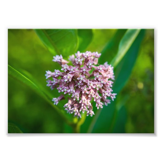 Milkweed — foto afdruk (Voorkant)