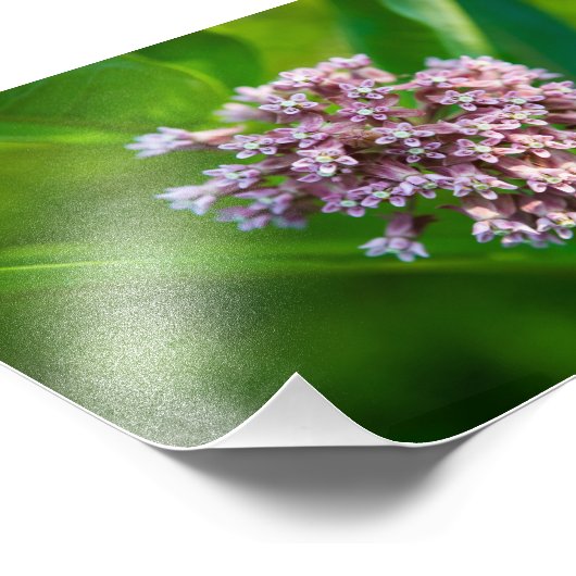 Milkweed — foto afdruk (Hoek)