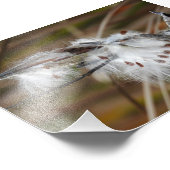Milkweed Gone to Seed Foto Afdruk (Hoek)