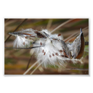 Milkweed Gone to Seed Foto Afdruk