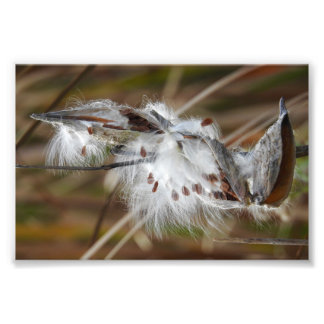 Milkweed Gone to Seed Foto Afdruk