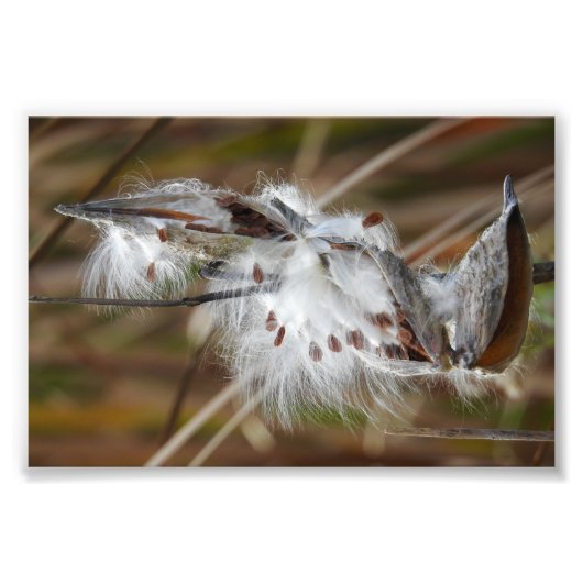 Milkweed Gone to Seed Foto Afdruk (Voorkant)