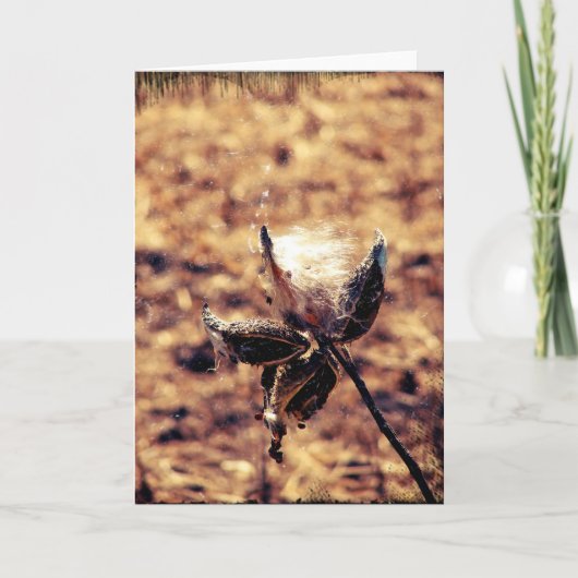 Milkweed Grunge Kaart (Voorkant)