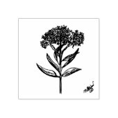 Milkweed Hand Drawing Afbeelding geëtst op stempel (Afrduk)