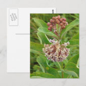 Milkweed is  briefkaart (Voorkant / Achterkant)