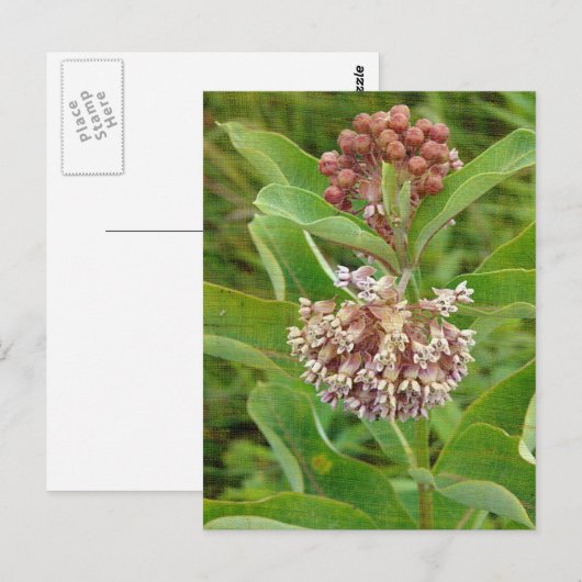 Milkweed is  briefkaart (Voorkant / Achterkant)