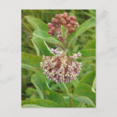 Milkweed is  briefkaart (Voorkant)