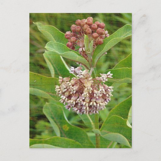 Milkweed is  briefkaart (Voorkant)