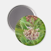 Milkweed is  magneet (Voorkant / Achterkant)