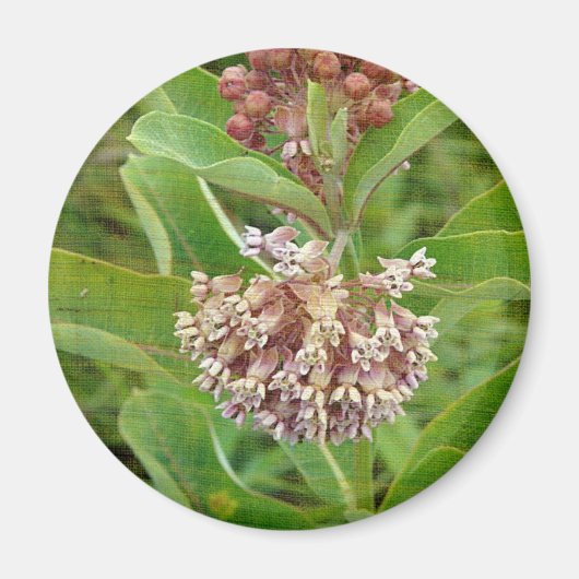 Milkweed is  magneet (Voorkant)