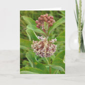 Milkweed is Mooie Kaart (Voorkant)