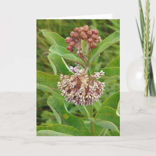 Milkweed is Mooie Kaart (Voorkant)