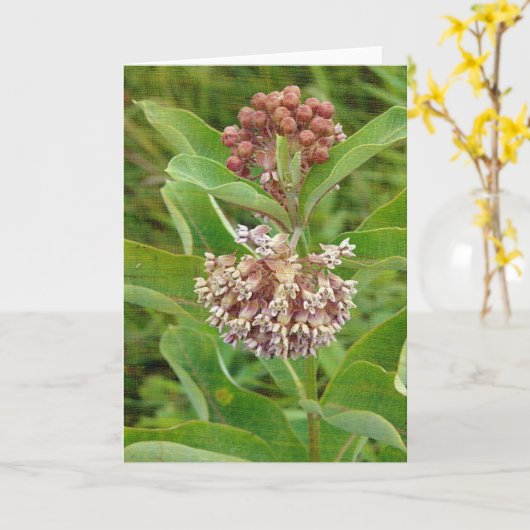 Milkweed is Mooie Kaart (Gele Bloem)