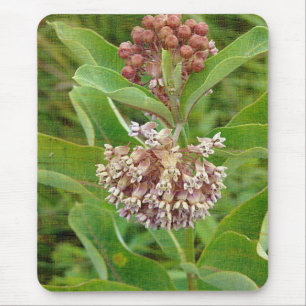 Milkweed is  muismat