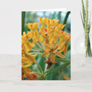 Milkweed Kaart