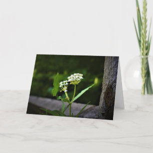Milkweed, kaart