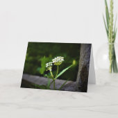 Milkweed, kaart (Voorkant)