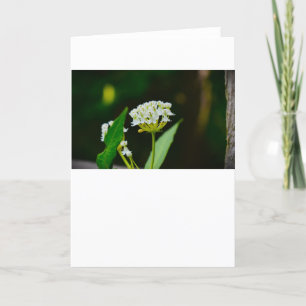 Milkweed, kaart