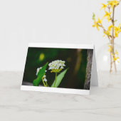 Milkweed, kaart (Gele Bloem)