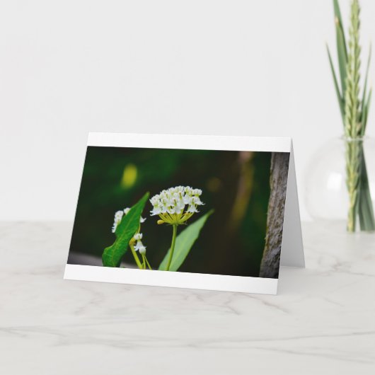 Milkweed, kaart (Voorkant)