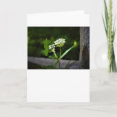 Milkweed, kaart (Voorkant)