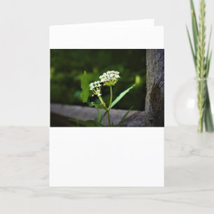 Milkweed, kaart