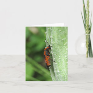Milkweed Kever en Pod - Blank Wenskaart Kaart