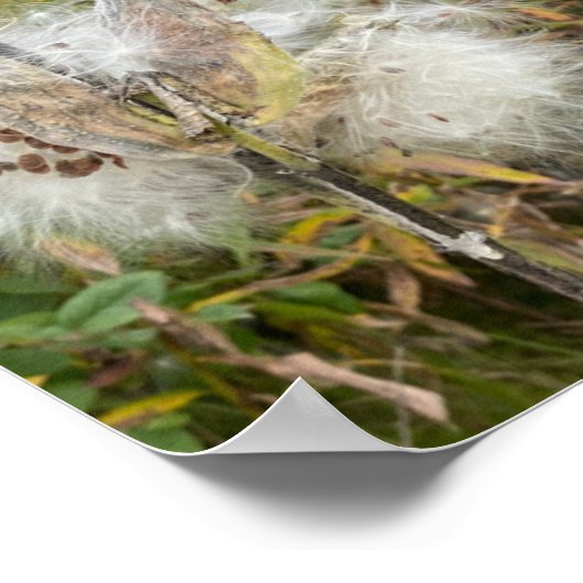 Milkweed | Natuurlijke Poster (Hoek)