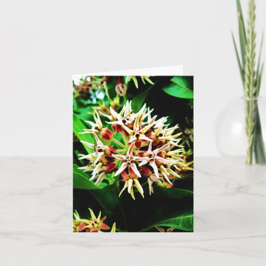 Milkweed Notecard Kaart (Voorkant)
