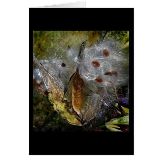 Milkweed Pod Frenzy (Voorkant)