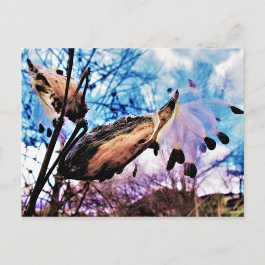Milkweed Pods and Seeds Artsy Colorful Briefkaart (Voorkant)