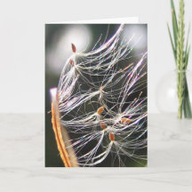 Milkweed Poof Carnaval Ride Speelse Natuur