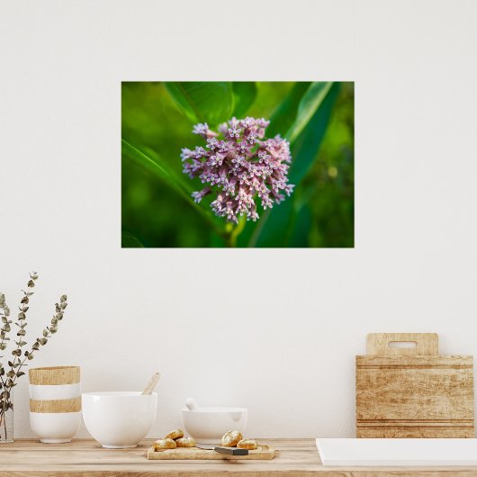 Milkweed — poster (Keuken)