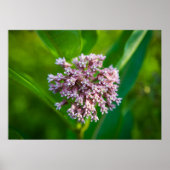 Milkweed — poster (Voorkant)