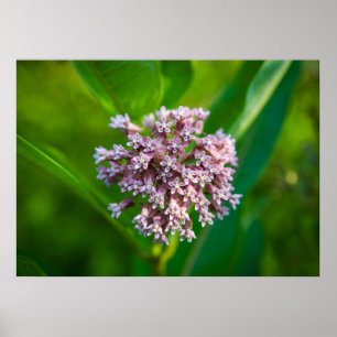 Milkweed — poster