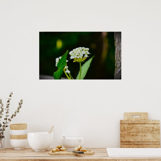 Milkweed, Poster (Keuken)