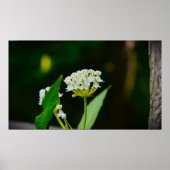 Milkweed, Poster (Voorkant)
