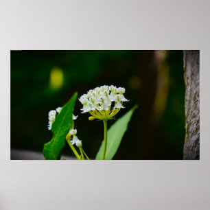 Milkweed, Poster