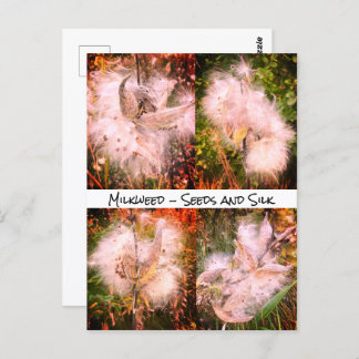 Milkweed | Sangria Briefkaart