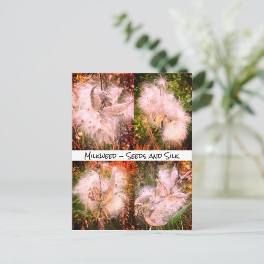 Milkweed | Sangria Briefkaart (Staand voorkant)