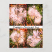 Milkweed | Sangria Briefkaart (Voorkant)
