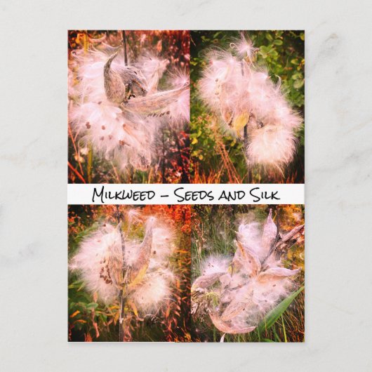 Milkweed | Sangria Briefkaart (Voorkant)