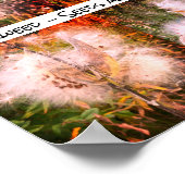 Milkweed | Sangria Poster (Hoek)