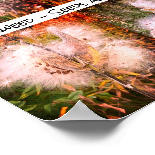 Milkweed | Sangria Poster (Hoek)