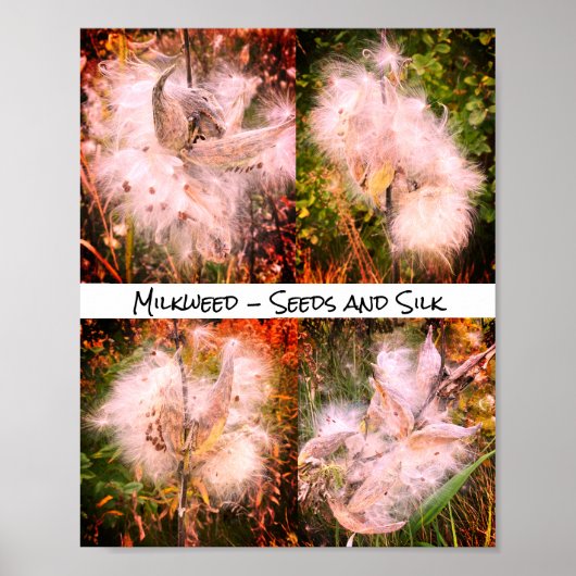 Milkweed | Sangria Poster (Voorkant)