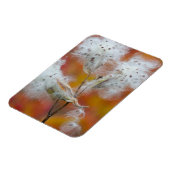 Milkweed seed in het najaar van Canada Magneet (Linkerzijde)