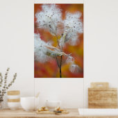 Milkweed seed in het najaar van Canada Poster (Keuken)